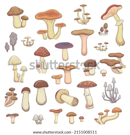 Collection of color sketches of mushrooms of different types. Isolated hand drawings on white background
