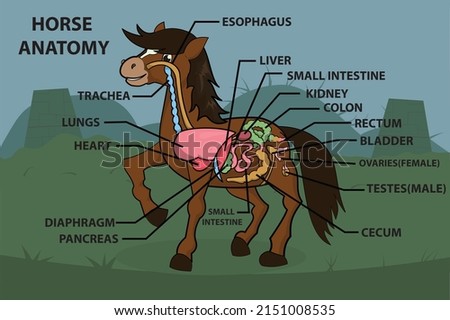 Anatomy Of HORSE on Green Garden Cartoon Design Vector Illustration
