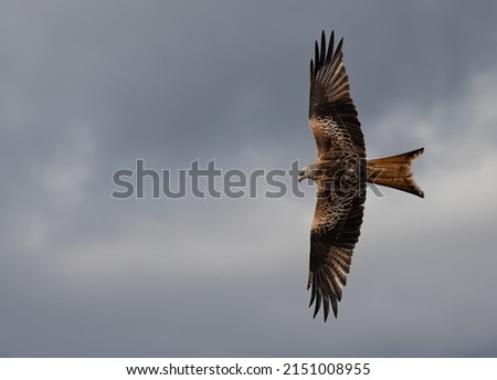 A closeup shot of a red kite soaring with wide open wings Royalty-Free Stock Photo #2151008955
