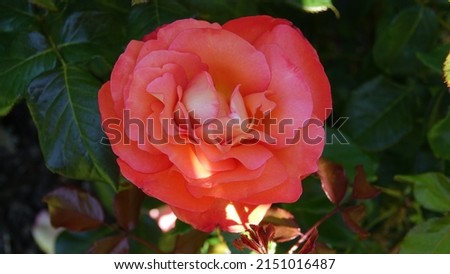Fully bloomed rose from gardens of Victoria Island BC Canada