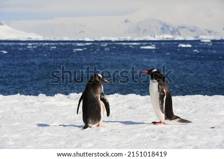 A Group of penguins in a snowy beach with a water and mountains background at Antarctica