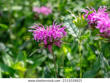 Brilliant pink bee balm plant, monarda didyma flowering in perrenial garden Royalty-Free Stock Photo #2151018825