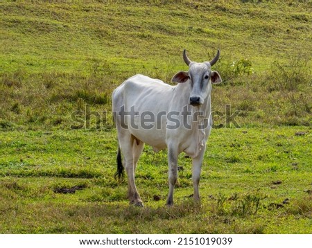 Nelore, a bovine originally from India and a breed that represents 85% of Brazilian cattle for meat production. Royalty-Free Stock Photo #2151019039