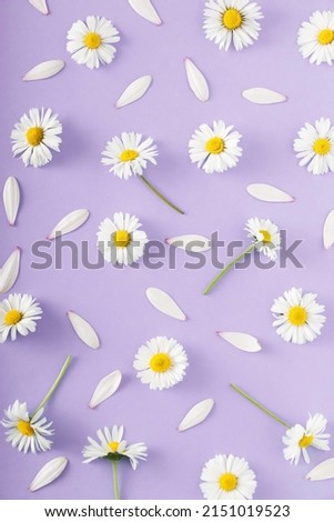 Purple pattern made with daisy flowers. Break the pattern or woman's day concept. Modern minimal flat lay.