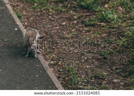 Squirrel on a gravel road - London