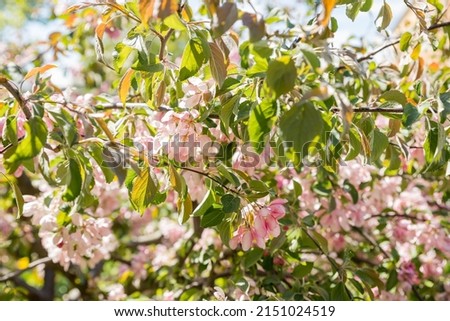 Apple tree in bloom. floral background.Pink flowers of blossoming apple-tree. Seasonal blossom.Blooming tree at spring, fresh pink flowers on the branch of fruit tree