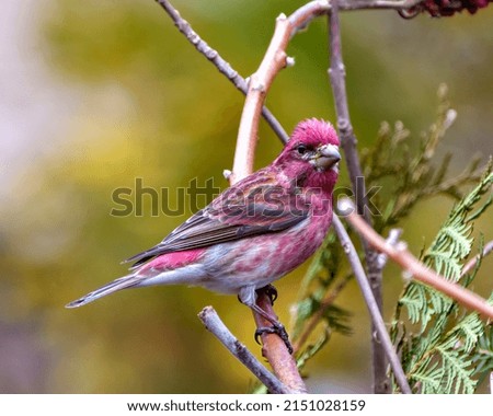 Finch male close-up profile view, perched on a branch displaying red colour plumage with a blur coniferous forest background in its environment and habitat surrounding.