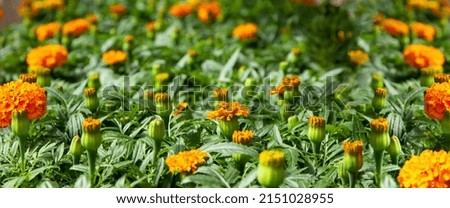 seedlings of marigolds in a village greenhouse, banner. Flowers in the greenhouse