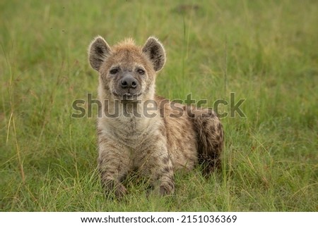 Spotted hyena Crocuta Crocuta) lying in the grass. African wildlife safari in Masai Mara, Kenya