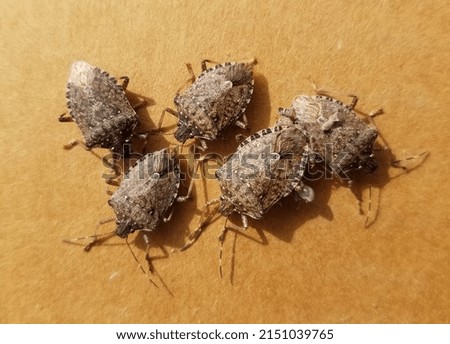 A Group of Brown marmorated stink bugs Royalty-Free Stock Photo #2151039765