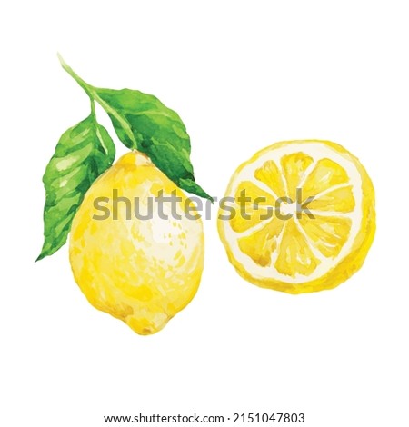 Watercolor Lemon fruit isolated on a white background