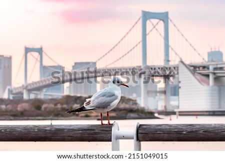 Close of of Black-headed gull or Yurikamome with winter plumage at Rainbow Bridge, one of the most famous landmark in Tokyo area