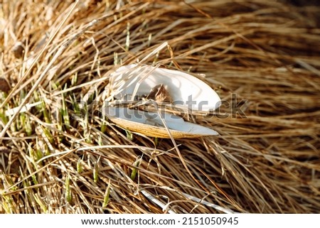 an empty white snail shell on the ground. Royalty-Free Stock Photo #2151050945
