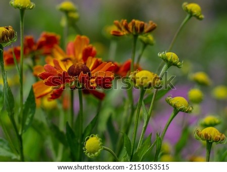 Autumn or late summer floral background.  A large, dense Bush. Beautiful yellow Gelenium flower grows in the perennial garden.
