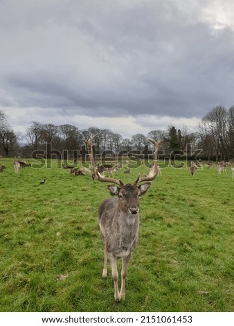 Pictures of deer at phoenix park in Dublin