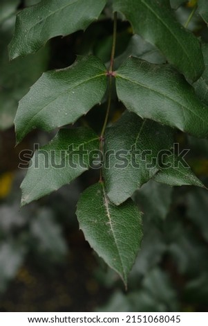  holly-leaved magnolia, ornamental plant, close-up