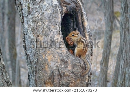 Siberian chipmunk ( Eutamias sibiricus  ) sitting in a hollow tree and eating a cone. Royalty-Free Stock Photo #2151070273