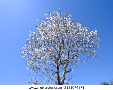 magnolia kobus in spring hokkaido
