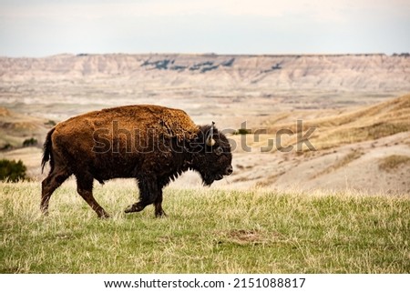 Close up American Bison Buffalo isolated in Badlands National Park at sunset, South Dakota, prairie mammal animals, grazing wildlife, male bull, walking grasslands eating grass, large herbivore Royalty-Free Stock Photo #2151088817