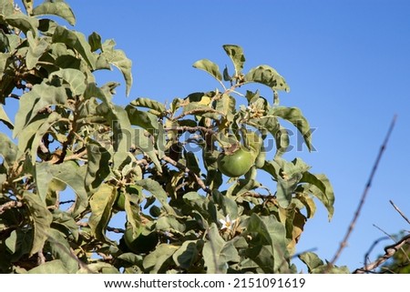 Ripe and green fruit of the rare Lobeira plant (Solanum lycocarpum), typical of the Brazilian cerrado and main food of the Maned Wolf (Chrysocyon brachyurus).