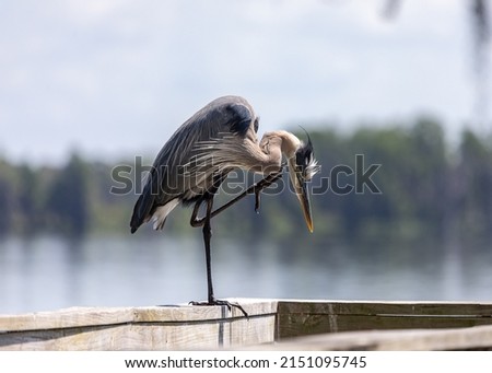 Great Blue heron on the railing along Alligator ally trail which runs along lake Hancock in Polk county, Florida Royalty-Free Stock Photo #2151095745