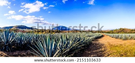 panoramic of volcano with agave in first plane and rural way with blue sky in tepic nayarit volcano sangangüey Royalty-Free Stock Photo #2151103633