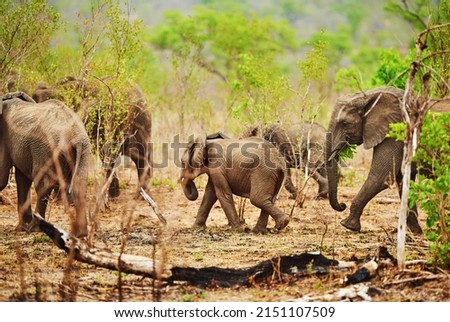 Stick with the herd. Cropped shot of a herd of elephants in their natural habitat. Royalty-Free Stock Photo #2151107509