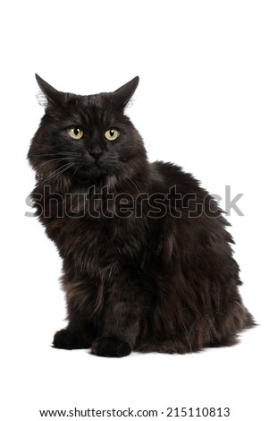 Black cat with long hair on a white background