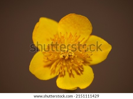 Flower close up background Caltha palustris family ranunculaceae blossoming botanical modern high quality big size prints home decoration