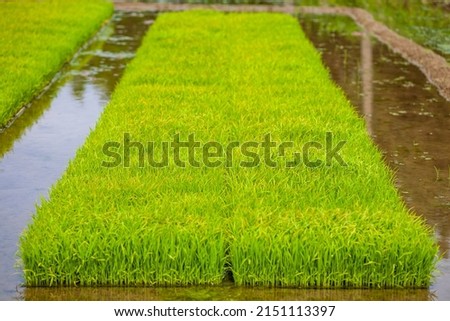 a rice paddy growing in seedlings