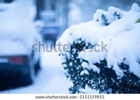 Plants covered with snow in winter