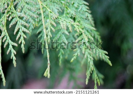 Close-up photo of green pine leaves with blurred background.