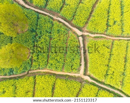 Spring scenery of rapeseed flowers in East Lake Forest Park in Wuhan, Hubei, China
