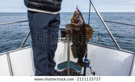 A man stands on a yacht and holds a newly caught sea bass on a fishing line. Spotted scales, spiny fins are visible. Close-up. Spinning is nearby. Background- blue ocean, sky. Kamchatka. Avacha Bay Royalty-Free Stock Photo #2151133737