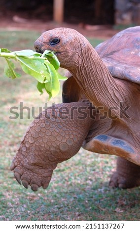 turtle eating green leaves in mauritius island. High quality photo