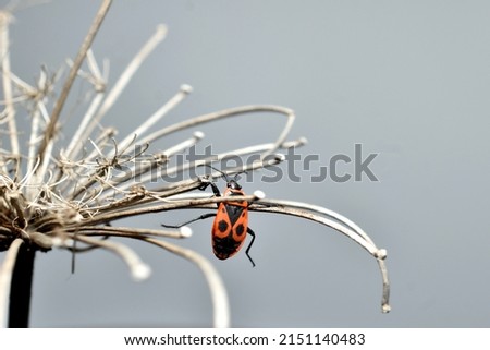 A wingless Pyrrhocoris apterus is filmed hanging from a branch of dry grass.