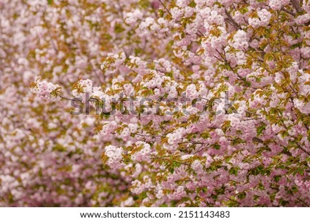 Pink cherry blossoms blooming in the spring