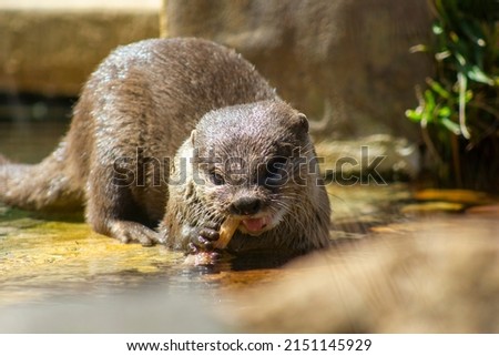 Oriental small clawed Otter feeding