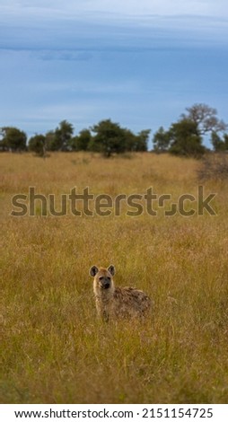a spotted hyena in tall grass