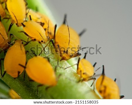 Pulgón amarillo. Oleander aphid or milkweed aphid. Aphis nerii     Royalty-Free Stock Photo #2151158035