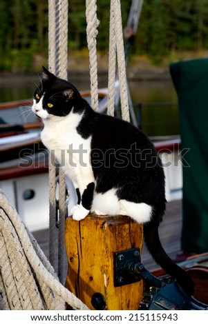 Cat on a sailboat, sitting among the ropes and rigging. Black and white, cocked head.