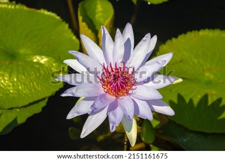 purple lotus in the pond It is an aquatic plant that grows with roots under water. but their leaves and stems are above the water surface. beautiful natural nature backdrop concept
