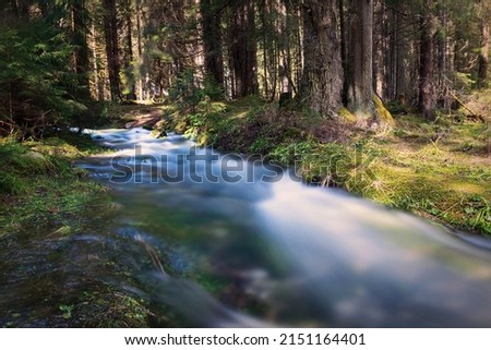 mountain stream flowing through the spruce forest in spring; the karst in Apuseni mountains allow the water to find new routes when the snow is melting Royalty-Free Stock Photo #2151164401