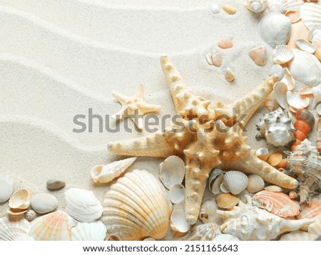 High quality pictures of starfish on the seashore