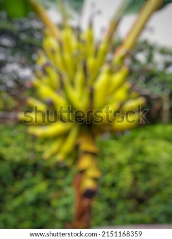 Defocused abstrak background of banana fruit in the garden