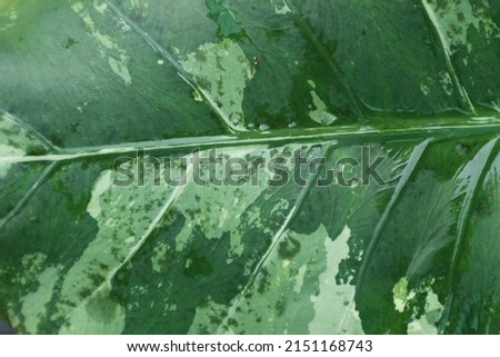 textures and patterns of Alocasia macrorrhizos , water drops on leaves, nature background.