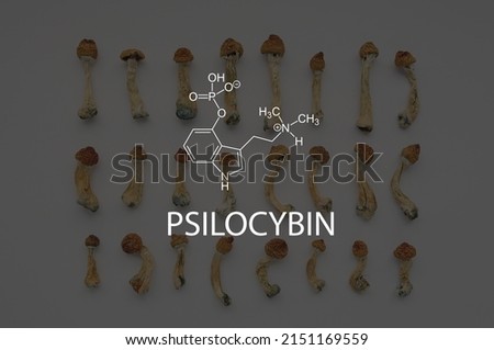 Psilocybin formula on background with dried psilocybin mushrooms Psilocybe cubensis, pattern on white background.