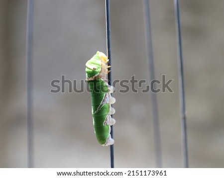 Green caterpillars like to eat plants, causing damage.