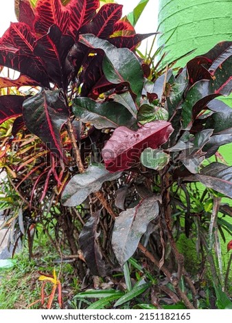 a photo of an ornamental plant called puring. found in Indonesia