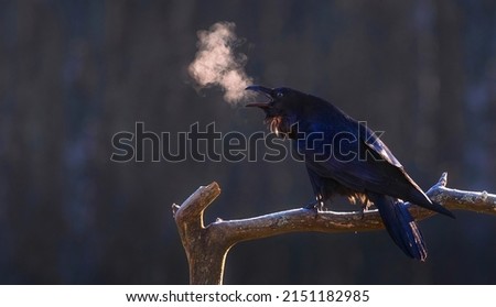 beautiful early morning raven in the forest 
